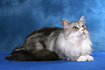 liegende Maine Coon / lying Maine Coon