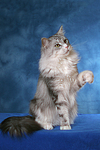 sitzende Maine Coon / sitting Maine Coon