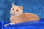 Britisch Kurzhaar / british shorthair