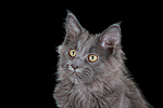 junge Maine Coon / young maine coon