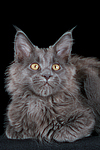 junge Maine Coon / young maine coon