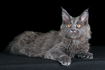 junge Maine Coon / young maine coon