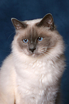 Heilige Birma Portrait / Sacred Birman portrait