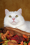 weißer BKH-Mix / white domestic cat