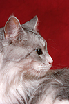 Maine Coon Portrait