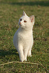 weiße Hauskatze / white domestic cat