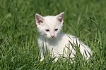 weißes Kätzchen / white kitten