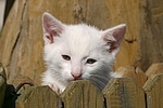 Kätzchen Portrait / kitten portrait