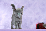 stehendes Russisch Blau Kätzchen / standing russian blue kitten