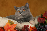 Britisch Kurzhaar / british shorthair