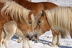 Haflinger Portrait / haflinger horses portrait