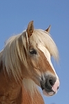 Haflinger Portrait / haflinger horse portrait