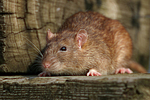 Farbratte / rat