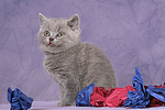 sitzendes Britisch Kurzhaar Kätzchen / sitting british shorthair kitten