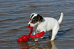 Parson Russell Terrier Welpe / parson russell terrier puppy