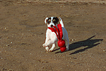 Parson Russell Terrier Welpe / parson russell terrier puppy