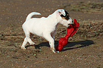 Parson Russell Terrier Welpe / parson russell terrier puppy