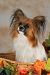 Papillon im Körbchen / papillon in basket