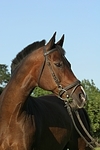 Warmblut Portrait / warmblood portrait