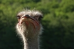 Stauß / ostrich