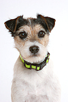 Parson Russell Terrier