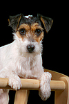 Parson Russell Terrier