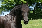 Friese Portrait / friesian horse portrait