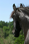 Friese Portrait / friesian horse portrait