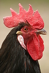 Vorwerkhuhn Hahn Portrait / cock portrait