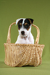 Parson Russell Terrier Welpe Portrait / PRT puppy portrait