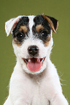 Parson Russell Terrier Welpe Portrait / PRT puppy portrait