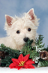 West Highland White Terrier Welpe / West Highland White Terrier Puppy