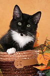 Norwegisches Waldkätzchen Portrait / Norwegian Forestcat kitten portrait