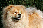 Chow Chow Portrait