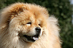 Chow Chow Portrait