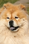 Chow Chow Portrait