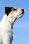 Parson Russell Terrier Portrait / PRT portrait