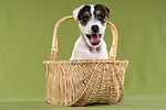 gähnender Parson Russell Terrier Welpe / yawning PRT puppy