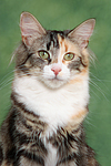 Norwegische Waldkatze Portrait / Norwegian Forestcat Portrait