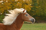 Haflinger mit wehender Mähne / haflinger horse portrait