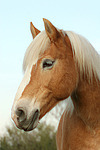 Haflinger Portrait / haflinger horse portrait