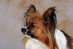 Papillon Portrait