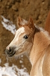 Haflinger Fohlen / haflinger horse foal