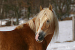 Haflinger Portrait / haflinger horse portrait