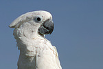 Kakadu Portrait / cockatoo portrait