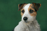 Parson Russell Terrier