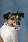 Jack Russell Terrier