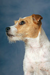 Parson Russell Terrier