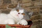 Britisch Kurzhaar / british shorthair