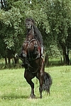 Frau reitet Friese / woman rides friesian horse